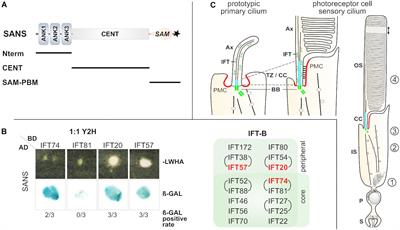 SANS (USH1G) Molecularly Links the Human Usher Syndrome Protein Network to the Intraflagellar Transport Module by Direct Binding to IFT-B Proteins